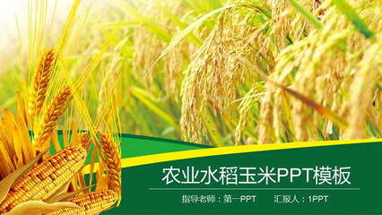 農產品概述 水稻、小麥與玉米